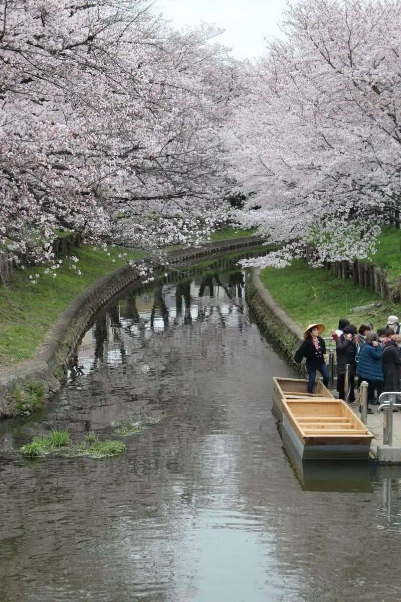 🌸 신가시 강 벚꽃길 (신가시 리버뱅크 체리 블로섬) 이미지 6